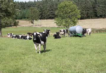 Prim Holstein au pré