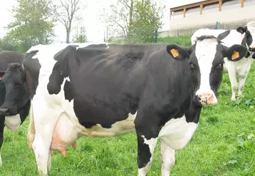 Prim'Holstein