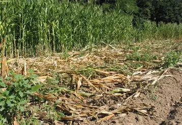 Les premiers dégâts sur maïs sont déjà apparus. Les agriculteurs ne veulent plus voir ça.