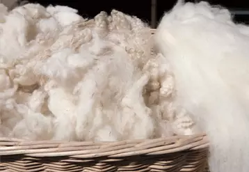 Avant d’obtenir une belle laine bien propre et bien blanche, il faut procéder au lavage, une étape longue, difficile, onéreuse et gourmande 
en eau et en énergie.