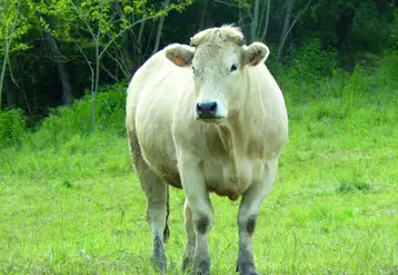Une démarcation pour les génisses et jeunes vaches de races à viande ou croisées.
