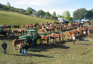 Les races Comtoise et Bretonne étaient magnifiquement représentées.