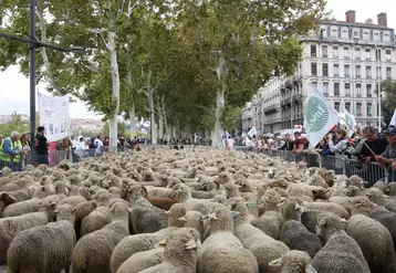 Lundi 9 octobre, entre 1000 et 1500 éleveurs sont venus manifester dans les rues de Lyon pour dénoncer les attaques de loups dans les alpages.