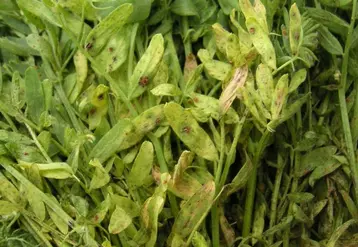 Plantes de Lentille Verte du Puy atteintes par la rouille brune.