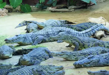 Les crocodiles du Nil sont nourris deux fois par semaine en période estivale, avec des poulets faisandés.