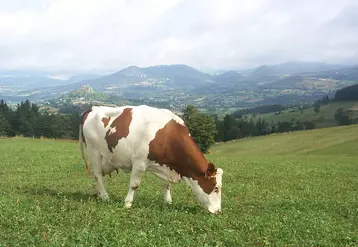 Montbéliarde qui pâture.