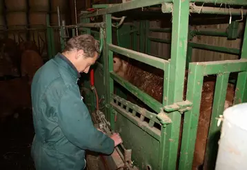 Pesée d'un veau par un technicien