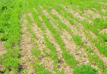 Agriculture : la culture de la lentille verte du Puy menacée en Haute-Loire