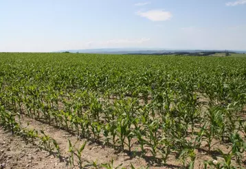 Le maïs fourrage représente désormais pour bien des éleveurs une source de rentabilité et de sérénité surtout lorsque les conditions 
climatiques pénalisent durement les prairies.