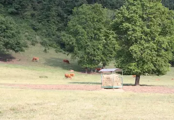 Au pâturage les animaux reçoivent un complément en foin.