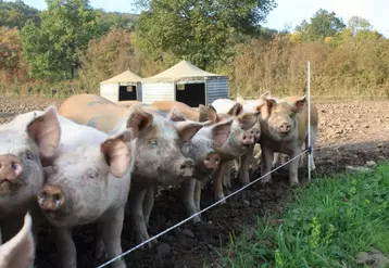 Les porcs biologiques du GAEC de l'Esparcette, à Rosières, vous attendent le 24 mars.
