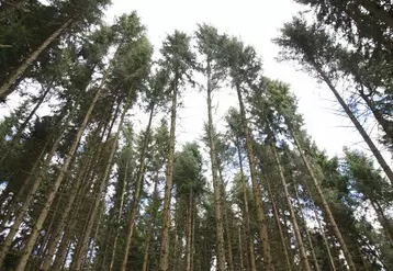 Les propriétaires forestiers auvergnats restent très attachés à leur forêt.