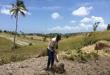 Les familles paysannes  de Haïti vivent dans  une précarité extrême.