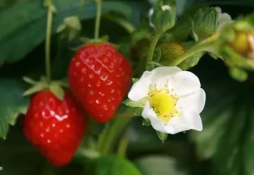 La saison 2011 est presque terminée en fraises.