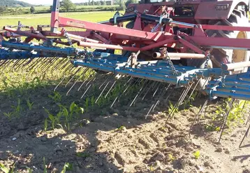 La herse étrille en plein travail de désherbage sur maïs.