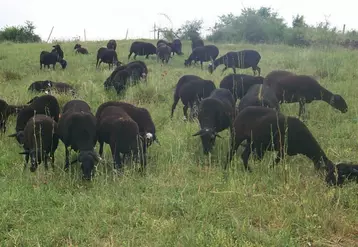 L’élevage à l’herbe et en particulier la production ovine, sont les grands gagnants de ce bilan de santé de la PAC.