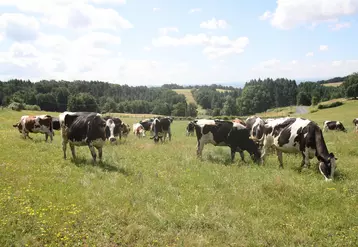 Vaches laitières au pâturage