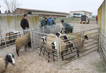 Les Ovinpiades : une belle promotion pour la production ovine.