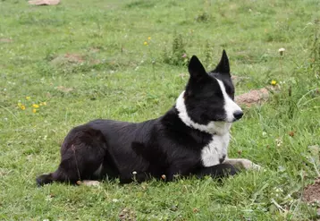 Agathe est un Border Collie de 6 ans qui aime travailler auprès de son maître Claude Marcon.