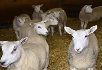Parmi les nouveautés de l’aide ovine 2015, un critère à respecter est le ratio de productivité minimal, à 0,4 agneau vendu/brebis/an.