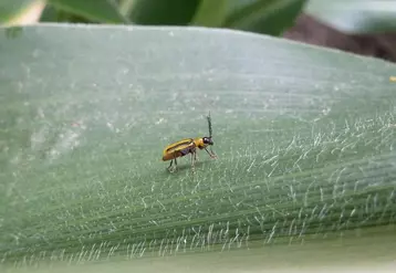 La chrysomèle est un petit coléoptère qui s’attaque aux racines de maïs.