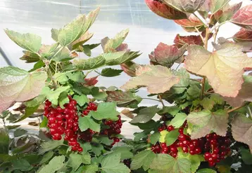 La production de fruits rouges a encore des possibilités de développement.