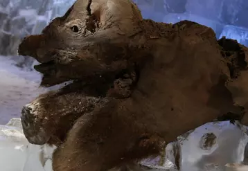 Khroma, le bébé mammouth le plus vieux du monde sera présenté en exclusivité mondiale au musée Crozatier du Puy-en-Velay. Son état de conservation était tellement bon qu’un renard polaire a mangé sa trompe et sa réserve de graisse juste avant d’être découvert par un chasseur.