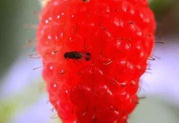 Drosophila suzukii, un insecte de 3 mm de long. Reconnaissable grâce à sa couleur rousse (noire pour les autres types de drosophiles) et aux tâches sombres localisées sur ses ailes pour les mâles.
