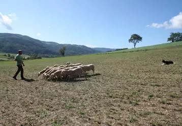 Chien de troupeau Border Collie sur troupeau ovin
