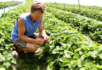 Eric Pauchon contrôle la maturité de ses fraises.