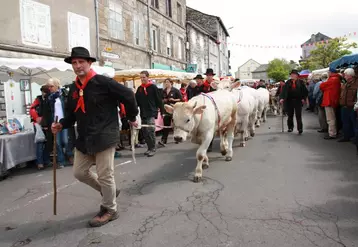 Les animaux Fin Gras du Mézenc ont défilé dans les rues de Fay/Lignon sous les applaudissements du grand public.