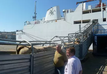 3 000 babys, en partance, vendredi dernier, pour la Turquie, au départ du port de Sète.