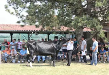 Ebène, mère à taureaux a fait la fierté 
de l’élevage Prim’Holstein de Haute-Loire.