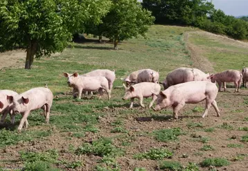 L’élevage plein air garantit un porcin avec un esprit sain. Une clef de voûte pour une viande de qualité.