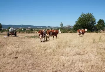 Les vaches ne trouvent plus rien à manger dans les pâtures !