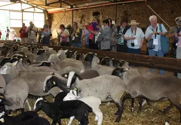 Equipés de leur appareils photos et tablettes, les membres de la délégation ont pris de nombreuses photos de nos moutons pigmentés. Cette délégation était conduite par Pierre Del Porto, zootechnicien et Amélie Quenet de l'agence D Tour.