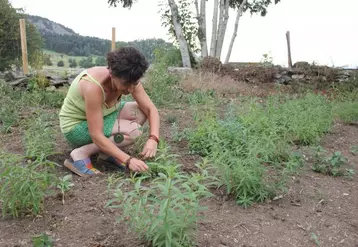 Si Marie-France Dabert cultive quelques aromatiques, elle parcourt aussi la campagne sur le secteur du Mézenc pour cueillir ses plantes sauvages.