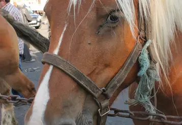 Assemblée générale syndicat chevaux