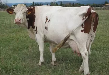 Le traitement des vaches laitières au tarissement sera la seule solution pour lutter contre la grande douve et le paramphistome.