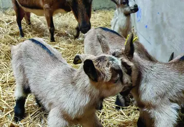 Le plan filière chevreaux, doté d’un budget de 160 000 €, va notamment accompagner les éleveurs qui souhaitent engraisser sur leur élevage.