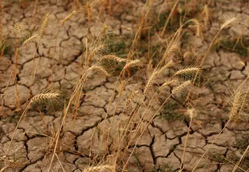 « Aucune région n'est épargnée. Chaque jour qui passe, on voit des sols se craqueler», a déclaré à l'AFP, Christiane Lambert.