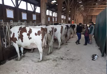 Une année bien remplie pour les éleveurs Holstein.