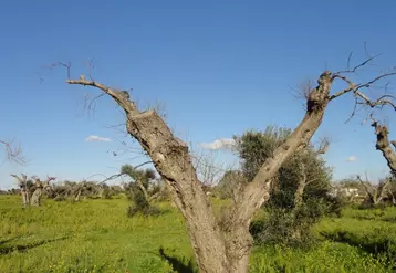 la bactérie Xylella fastidiosa menace certaines de nos plantes.