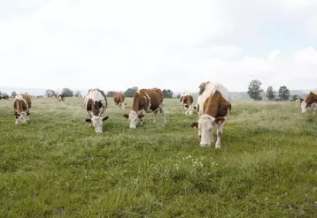 Le vêlage à deux ans est tout à fait réalisable en montbéliardes, à condition de respecter quelques règles.