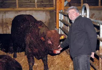 Le doux Carlos, 16 mois et déjà 700 kilos à la pesée : la fierté de son propriétaire, Jean-Louis Magne.