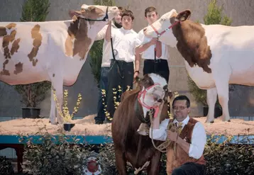 Prim’holsteins, montbéliardes et abondances ont concouru pour les Miss laitières 2009.