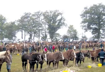 153 éleveurs et 260 chevaux participaient.