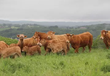 Près de 20 000 mères limousines sur les terres du Cantal, ce qui correspond à environ 13 % de l’effectif allaitant départemental. 