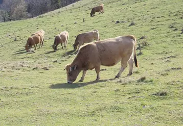 “Dans vos régions couvertes d’herbe, sans élevage, on va complètement fermer ces paysages, ces territoires, avec la forêt et plus personne n’y habitera.”