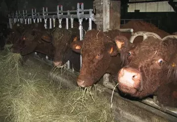 Trop peu d’éleveurs choisissent d’engraisser leurs animaux.